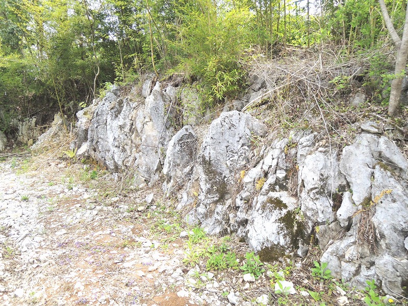 日南石灰岩の露頭